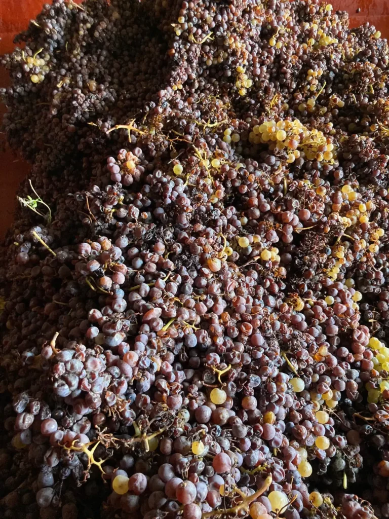 Récolte de Sauternes 2022